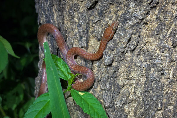Brown House Snake (Boaedon capensis) 