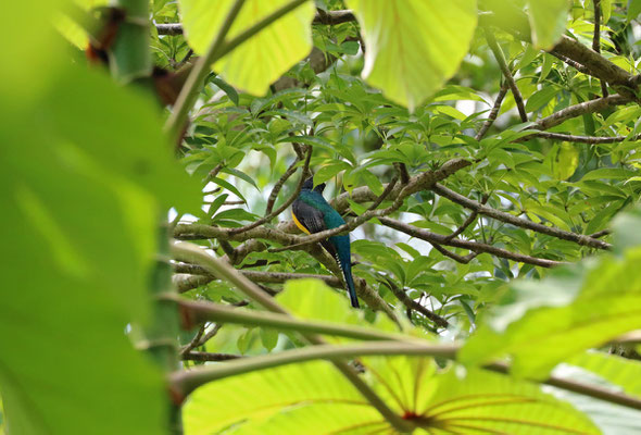 Gartered Trogon (Trogon caligatus)