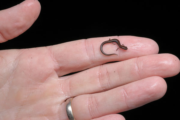 Lower Cerro Pygmy Salamander (Thorius pulmonaris)