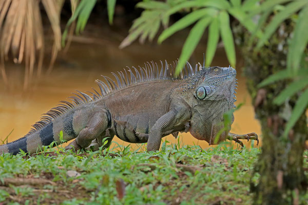 Green Iguana (Iguana iguana) male impressing the female above him in the trees.