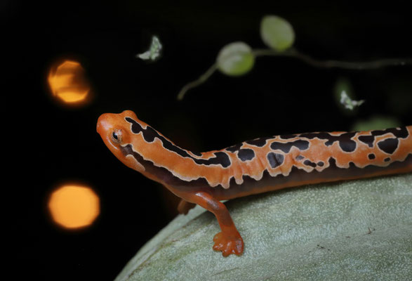 Yellowbelly Mushroomtongue Salamander (Bolitoglossa flaviventris)