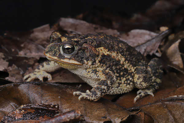 Dry Forest Toad (Incilius coccifer) 
