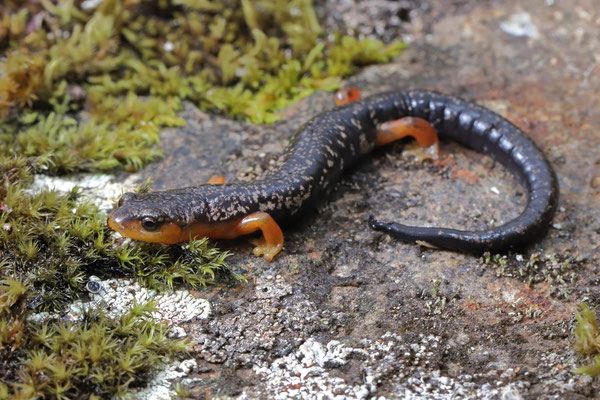 Red-legged Webfoot Salamander (Bolitoglossa pesrubra)