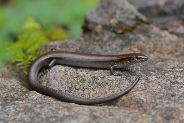 Stuart's Forest Skink (Scincella incerta)