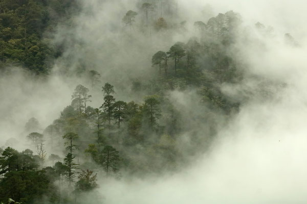 Forest hiding in the mist.