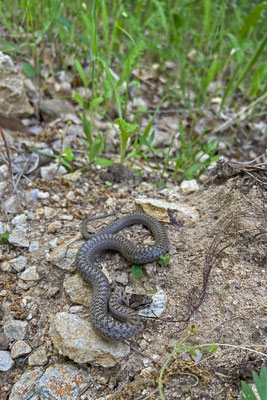 Smooth Snake (Coronella austriaca) in-situ along the path.