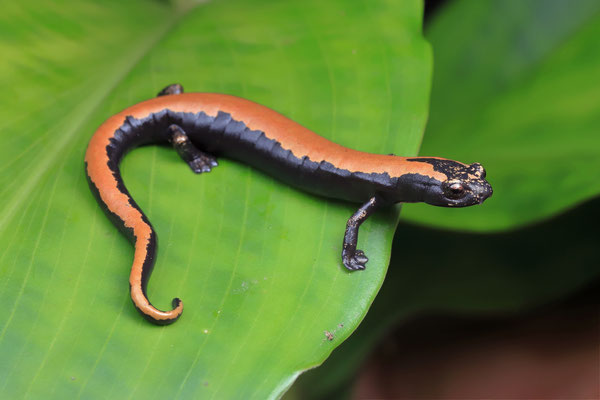 Broadfoot Mushroomtongue Salamander (Bolitoglossa platydactyla)