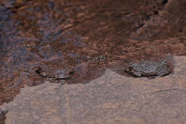 Phofung River Frogs (Amietia hymenopus)