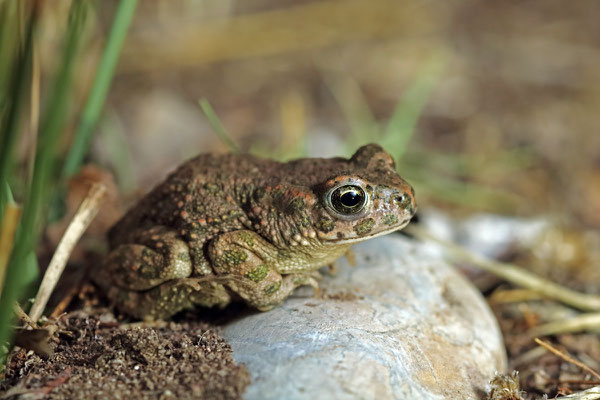 Green Toad (Bufotes viridis) in-situ