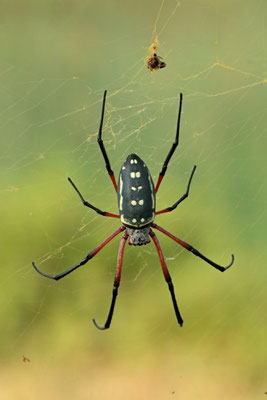 Red-legged Golden Orb-web Spider (Trichonephila sumptuosa) 