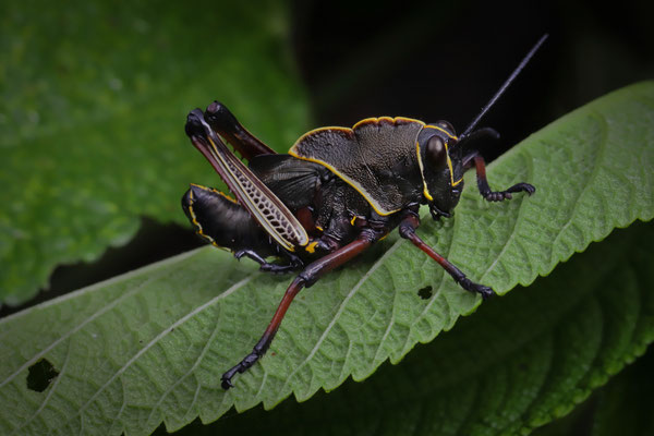 Lemon-horned Lubber Grasshopper (Romalea citricornis)