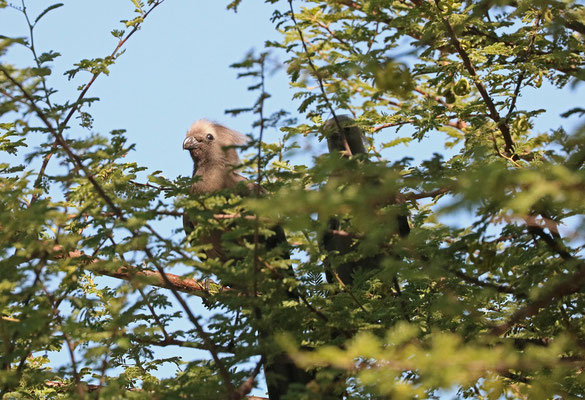 Grey Go-away Birds (Corythaixoides concolor) foraging in a tree.