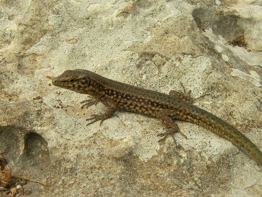 Lilford's Wall Lizard (Podarcis lilfordi codrellensis), Ille de Escull Codrell, Menorca, Spain, August 2011