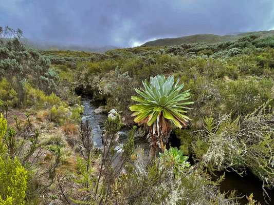 Mount Kenya