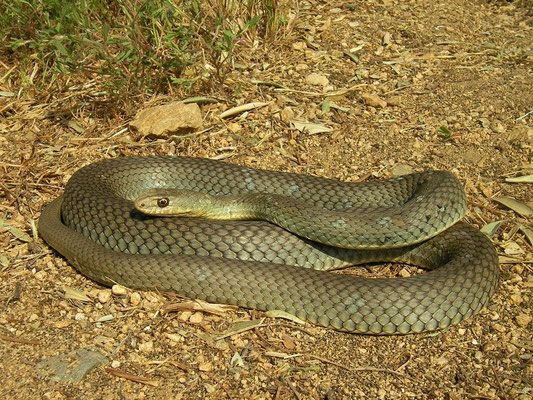 Eastern Montpellier Snake (Malpolon insignitus) male, Makedonia, Greece, May 2013