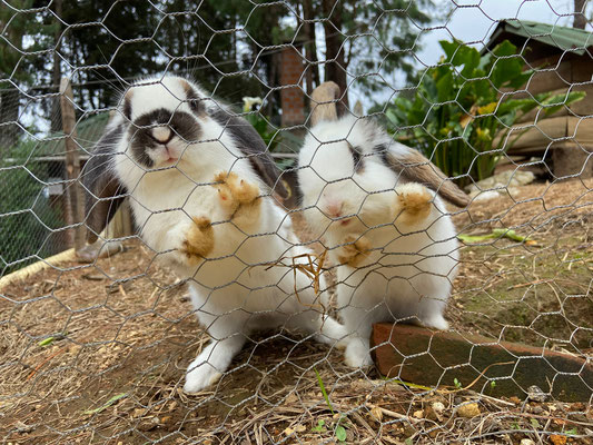 They had the cutest bunnies at our accommodation.