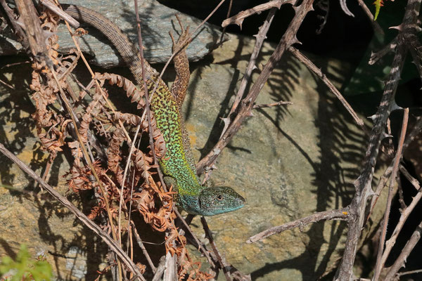 Cycladian Green Lizard (Lacerta citrovittata) aka Mr. Leopard Pants basking.