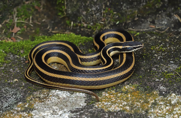 Black-striped Snake (Coniophanes piceivittis)