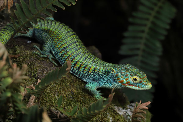 Bocourt's Arboreal Alligator Lizard (Abronia vasconcelosii)