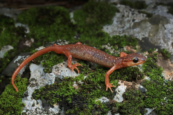 Bille's Lycian Salamander (Lyciasalamandra billae yehudahi)