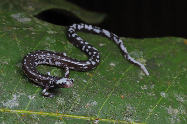 White-headed Worm Salamander (Oedipina carablanca) 