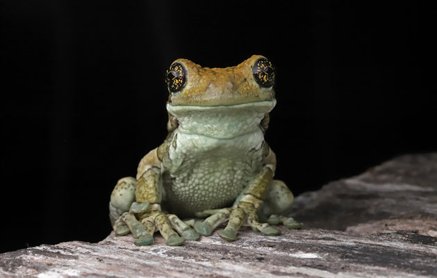 Pepper Treefrog (Trachycephalus typhonius)