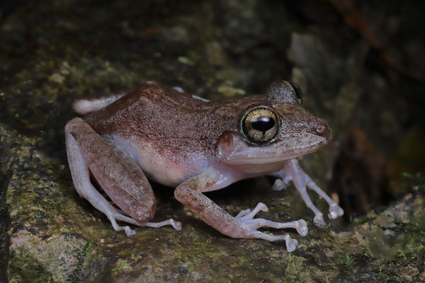 Alfred's Rainfrog (Craugastor alfredi)