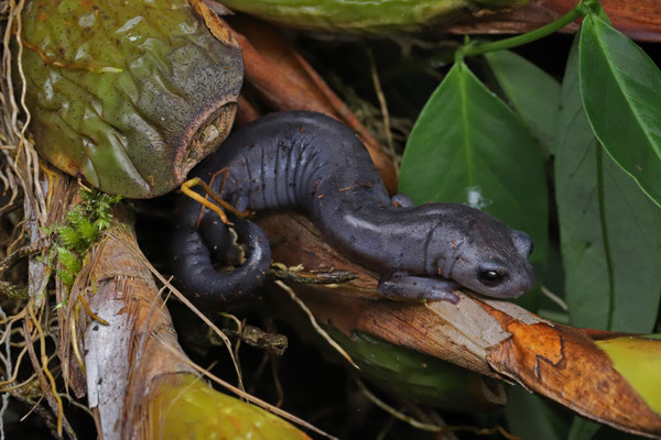 Guatemala - Herpsafari - amphibians and reptiles of Europe