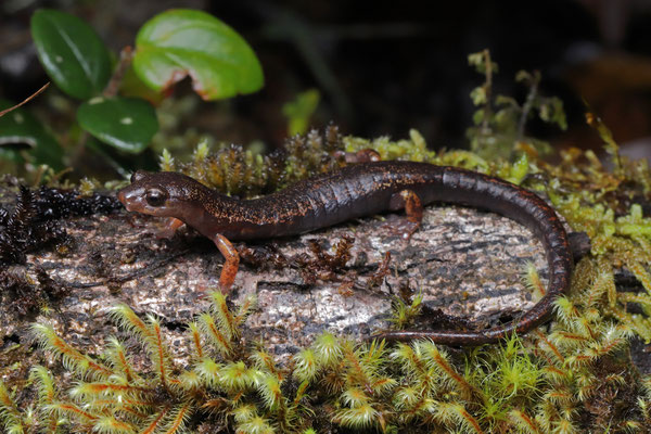 Webfoot Salamander (Bolitoglossa sp.)