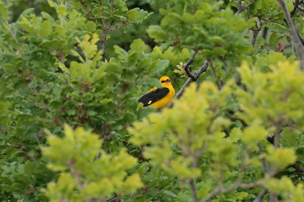 Golden Oriole (Oriolus oriolus) 