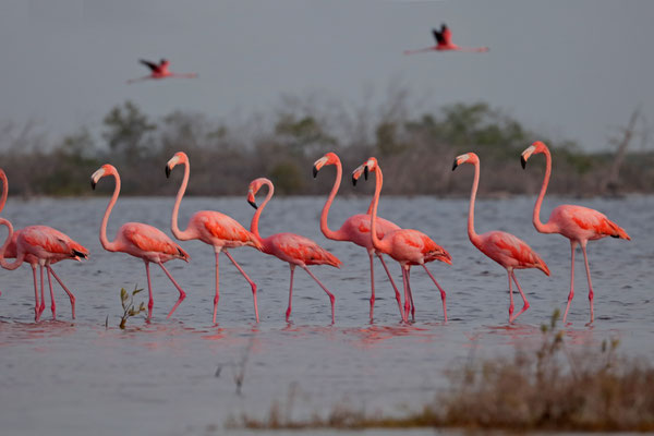 American Flamingos (Phoenicopterus ruber)