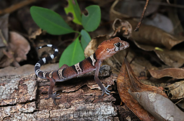 Yucatan Banded Gecko (Coleonyx elegans)