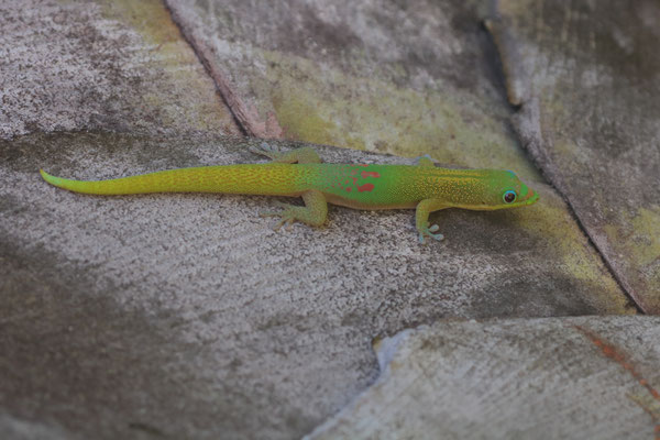 Gold Dust Day Gecko (Phelsuma laticauda) 