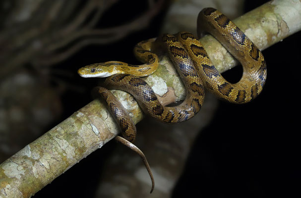 Green Rat Snake (Senticollis triaspis) adult