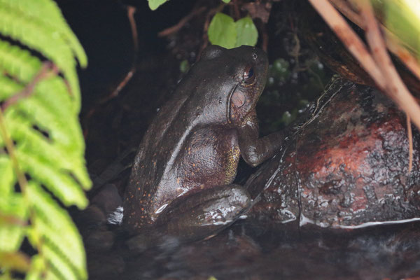 Grey Madagascar Frog (Mantidactylus guttulatus)