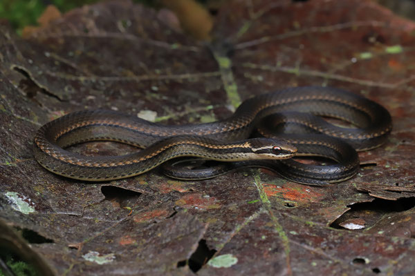Forbes's Graceful Brown Snake (Rhadinaea forbesi)