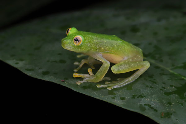  Bare-hearted Glass Frog (Hyalinobatrachium colymbiphyllum)