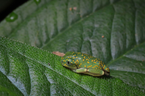 Yellow-spotted Tree Frog (Leptopelis flavomaculatus) metamorph