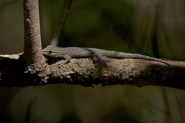 Thicktail Day Gecko (Phelsuma mutabilis)