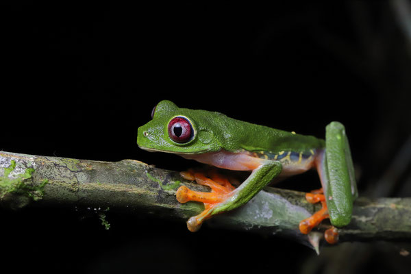 Red-eyed Leaf Frogs (Agalychnis callidryas) look different here than their counterparts on the mainland. 
