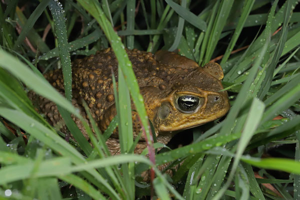 Western Cane Toad (Rhinella horribilis) hiding in the grass.