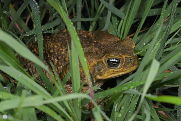 Western Cane Toad (Rhinella horribilis) hiding in the grass.