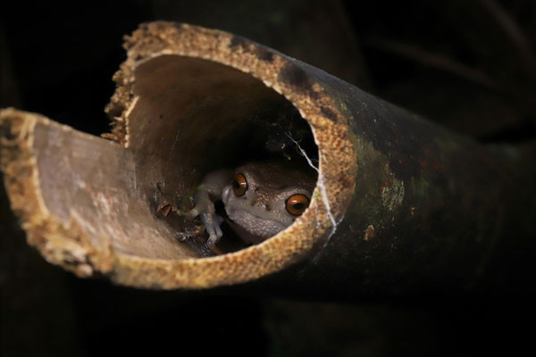 Nguru Warty Frog (Callulina meteora) are very fond of bamboo in which they also hide during the day.