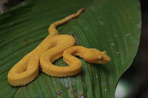 Oropel (Bothriechis nigroadspersus)