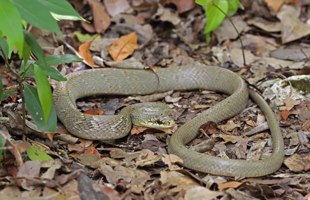 Puffing Snake (Phrynonax poecilonotus)