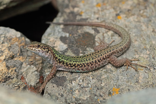 Erhard's Wall Lizard (Podarcis erhardii)