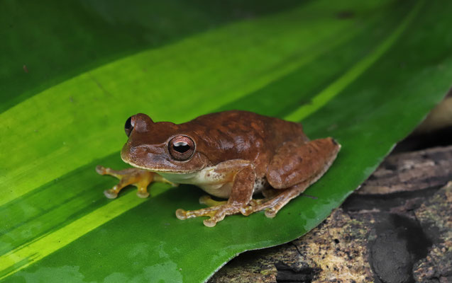 Cloud Forest Stream Frog (Ptychohyla euthysanota)