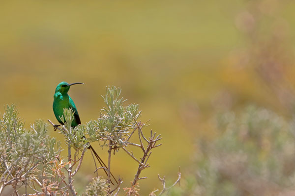 Malachite Sunbird (Nectarinia famosa) 