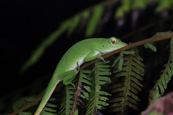 Green Tree Anole (Anolis biporcatus) 