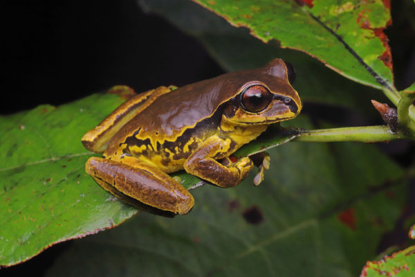Mourning Treefrog (Sarcohyla pentheter)